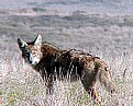 Picture Title - Coyote