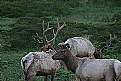 Picture Title - Elk