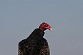 Picture Title - Vulture