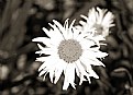 Picture Title - Daisy