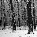 Picture Title - snowy trees