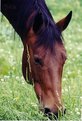 Picture Title - grazing