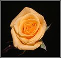 Picture Title - Yellow Rose 2