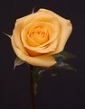 Picture Title - Yellow Rose 3