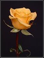 Picture Title - Yellow Rose 4
