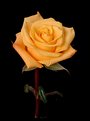 Picture Title - Yellow Rose 5