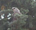 Picture Title - Grey Jay