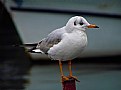 Picture Title - Gull
