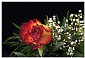 Picture Title - red rose
