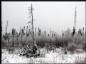 Picture Title - Boreal Winter