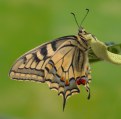 Picture Title - Swallowtail ICC