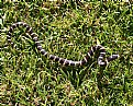 Picture Title - small Bull Snake