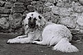 Picture Title - &#351;irin