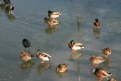 Picture Title - Ducks on Ice