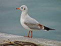 Picture Title - Gull