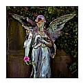 Picture Title - Angel with rose