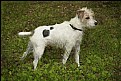 Picture Title - Calli in Grass