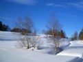 Picture Title - Birches