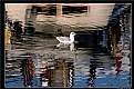 Picture Title - gull