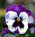 Picture Title - PANSY