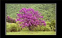 Picture Title - purple tree 2