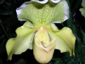 Picture Title - Lemon Orchid