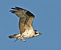 Picture Title - Osprey with Prey