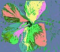 Picture Title - Flower Art 1