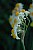 My Favourite Flower - Narcissus Tazetta