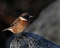 Picture Title - Stonechat (female)