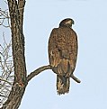 Picture Title - Bald Eagle