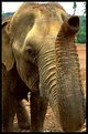 Picture Title - Elephant