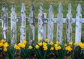 Picture Title - Daffy Fence