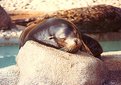 Picture Title - Seal Slumber