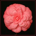 Picture Title - Camellia