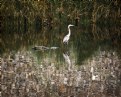 Picture Title - Bird and Shopping Cart