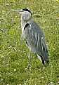 Picture Title - Heron