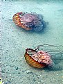 Picture Title - Jelly Fish