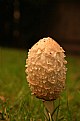 Picture Title - Mushroom