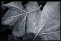 Picture Title - Autumn Frost B&W