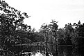Picture Title - Swamp Time B&W