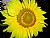 Just Sunflower 