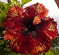 Picture Title - Hawaian Hibiscus