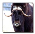 Picture Title - Muskox