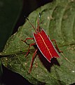 Picture Title - Shield bug