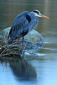 Picture Title - Great Blue Heron 2