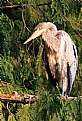 Picture Title - Great Blue Heron 3