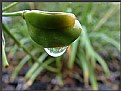 Picture Title - Dew drop