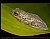 Painted Reed Frog (2)