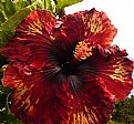 Picture Title - Hawaian Hibiscus 3